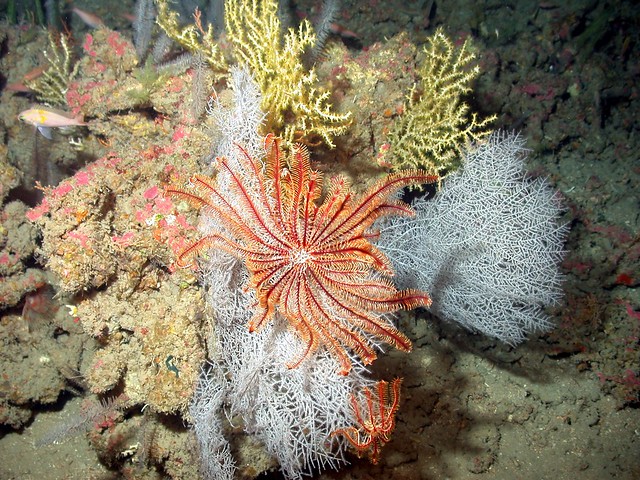 A red crinoid and a white gorgonian. Photo credit: NURC/UNCW and NOAA/FGBNMS.